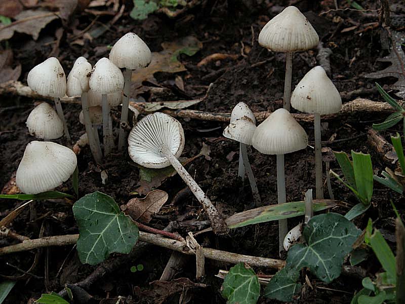 Mycena (1)
